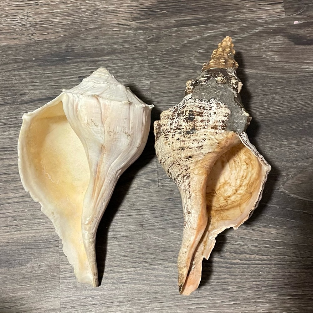 2 big sea shells
